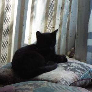Lost Cat Little Guy
