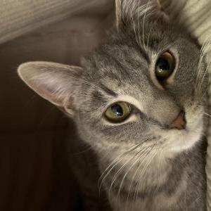 Lost Cat Luna