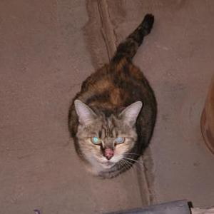 Image of Whiskey possibly, Found Cat