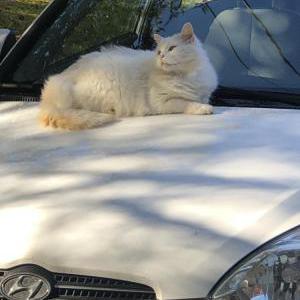 Lost Cat Jude