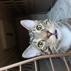 Lost Cat Stitch