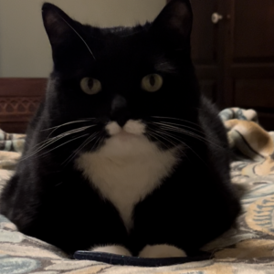 Lost Cat Sox