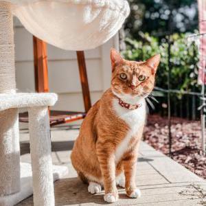 Lost Cat Toulouse