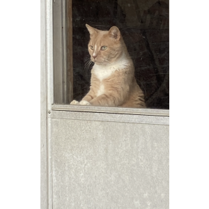 Image of Little Buddy, Lost Cat