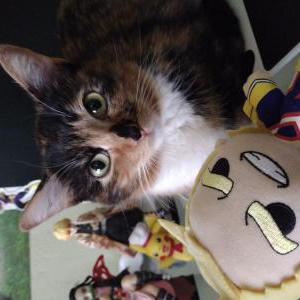 Image of June, Lost Cat