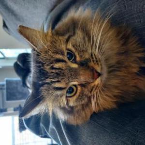 Image of Tony, Lost Cat