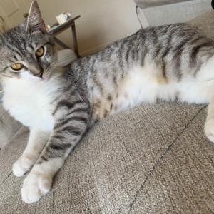 Lost Cat Raistlin