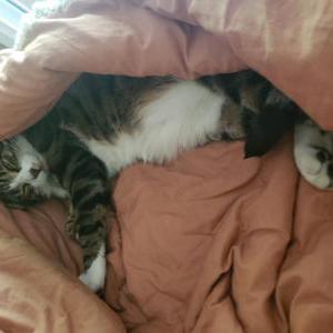 Lost Cat Vinny