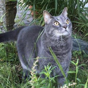 Lost Cat Smokey