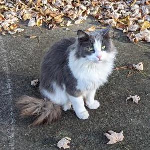 Found Cat Unknown