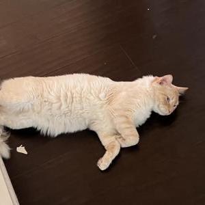 Lost Cat Marshmallow