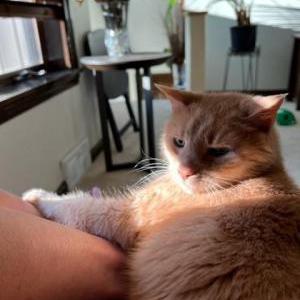 Lost Cat Teddy
