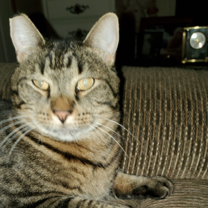 Image of Bee, Lost Cat