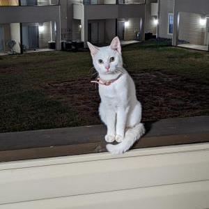 Found Cat Unknown