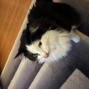 Lost Cat Coco
