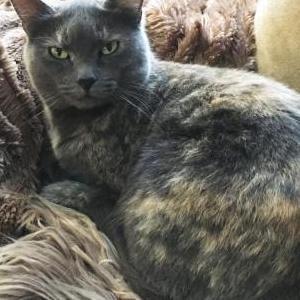 Lost Cat Anastasia
