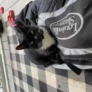 Lost Cat Grey