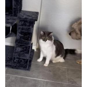 Image of Slim, Lost Cat
