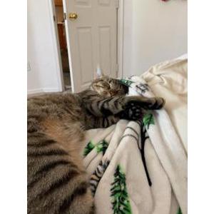Image of Tikki, Lost Cat