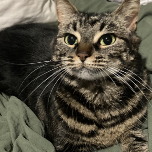 Image of Lana, Lost Cat