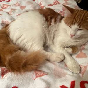 Image of Cheeto, Lost Cat