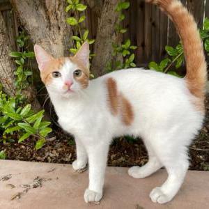 Image of Puff, Lost Cat