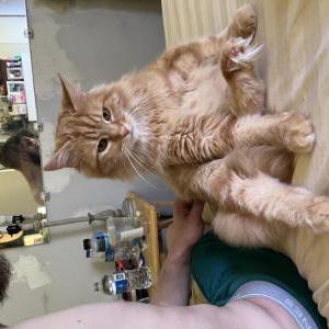 Image of Leo, Lost Cat
