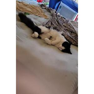 Image of Tauwen Pubba/Peach, Lost Cat