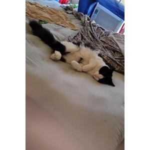 Lost Cat Tauwen Pubba/Peach