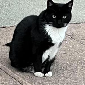 Image of Theodosia, Lost Cat