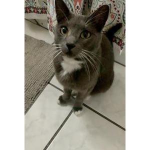 Lost Cat Rio