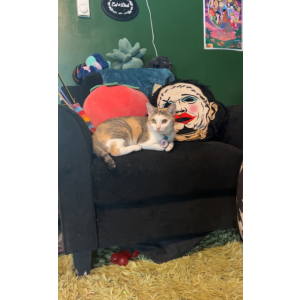 Lost Cat Mia