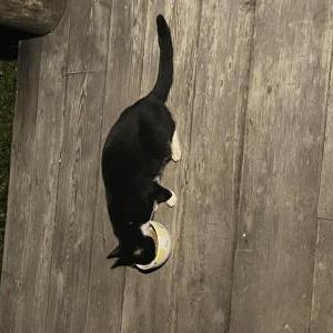 Found Cat unknown