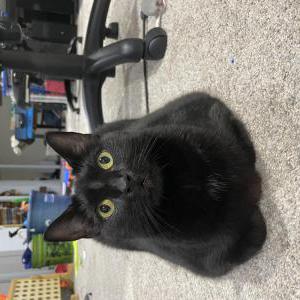 Lost Cat Joy