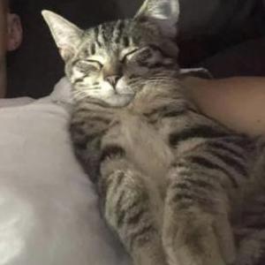 Lost Cat Vasia