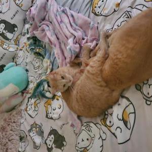Lost Cat Fuzzy
