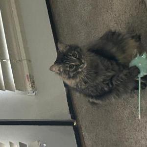 Image of Shelby, Lost Cat