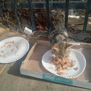 Image of Blondie, Lost Cat