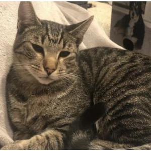 Image of Scout, Lost Cat