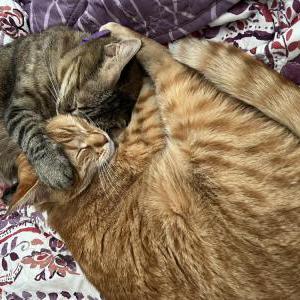 Image of Alani Pua, Lost Cat