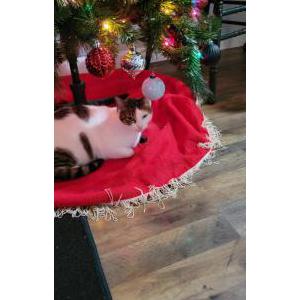 Image of Mimi, Lost Cat