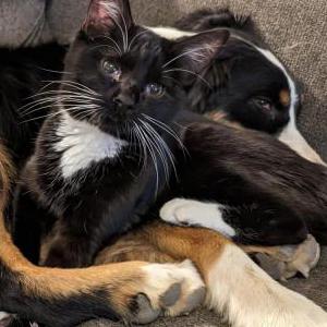 Lost Cat Coco