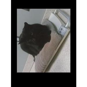 Image of We don't know, Found Cat