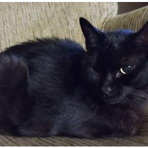 Image of Inky, Lost Cat