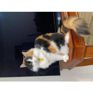 Image of Miss Lady, Lost Cat