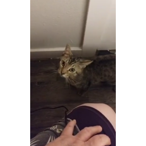 Lost Cat T