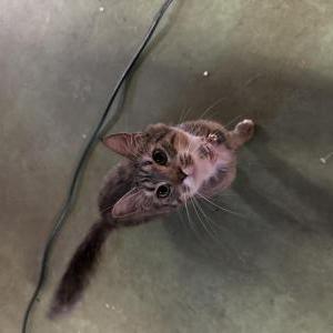Lost Cat Billie 