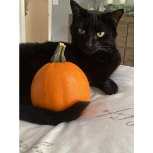 Lost Cat Luna