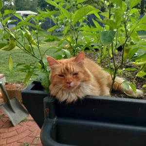 Image of Monkey, Lost Cat