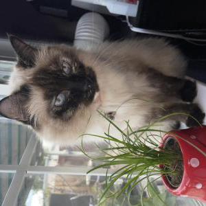 Image of Venus or “V”, Lost Cat